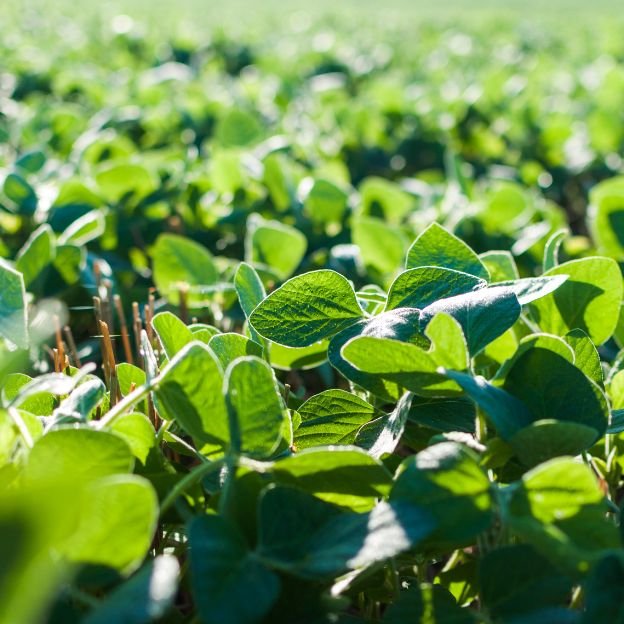 Proyectos Ingeniería Industrial biotecnológicos Oviedo Asturias